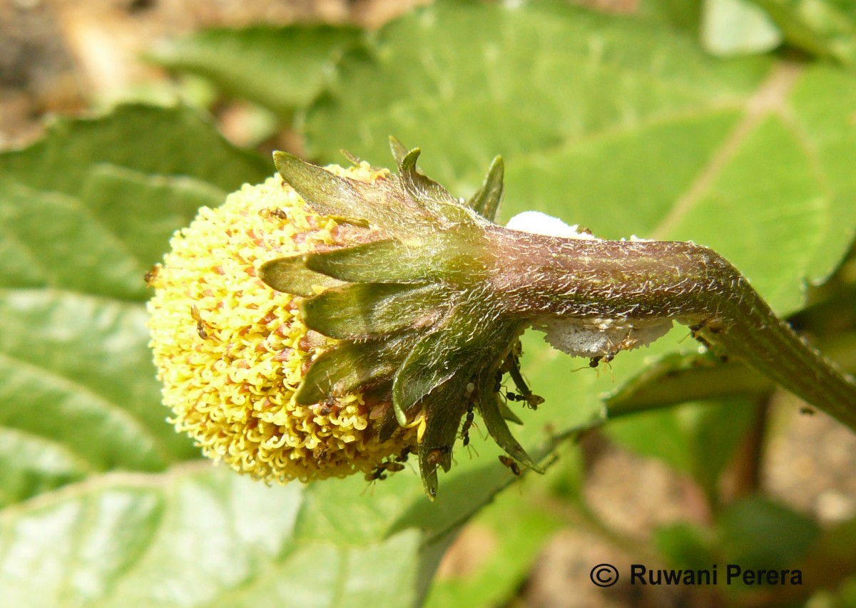 Acmella oleracea (L.) R.K.Jansen